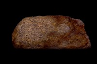 藏品(肋骨一段)的圖片